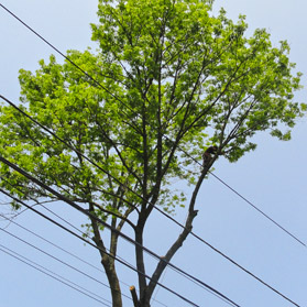 Summit tree care services and tree removal near power lines and wires.