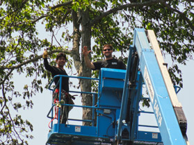 Summit Construction tree care services and tree removal.