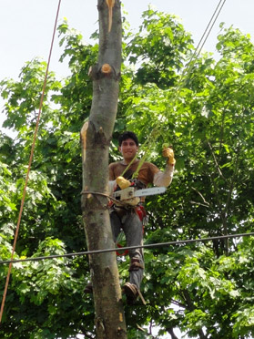 Safe tree removal, climbers, power lines, wires.