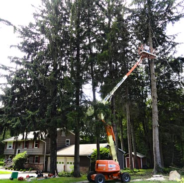 large trees takedown, multiple trees, near house