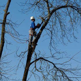 Summit Construction tree care services and tree removal.