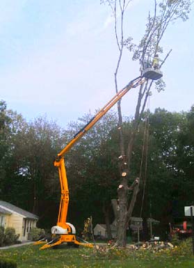 Tree removal, climbers, tree care, trimming, insured. Free Estimates