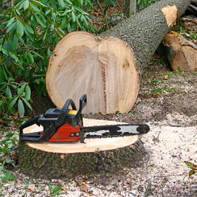 Summit Construction tree care services and tree removal.