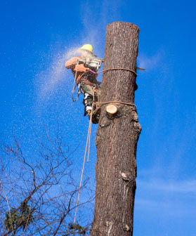 Tree removal, climbers, tree care, trimming, insured. Free Estimates