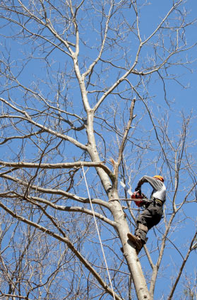 Summit Construction tree care services and tree removal.