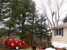 Summit Construction tree care services and tree removal.